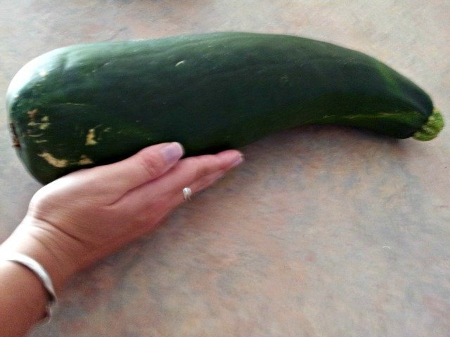 Zucchini compared to my arm