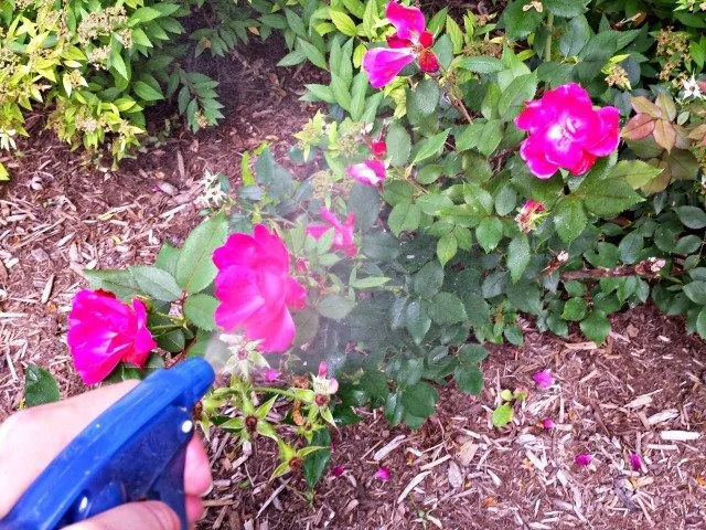 Spraying rose bushes with homemade nontoxic bug spray