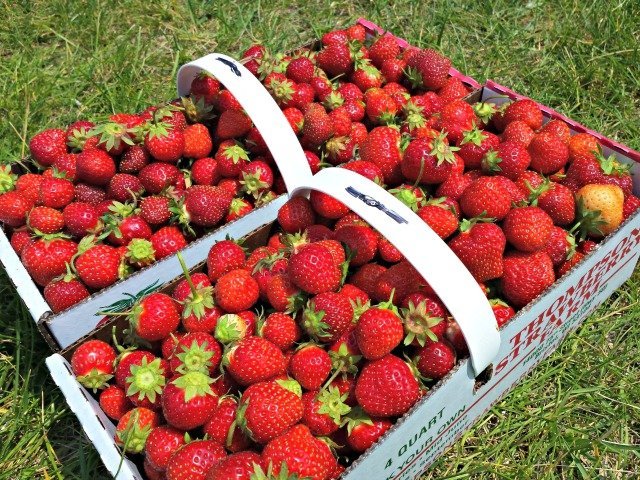 Fresh picked strawberries