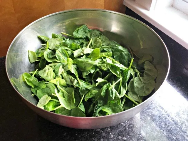 Spinach before wilting