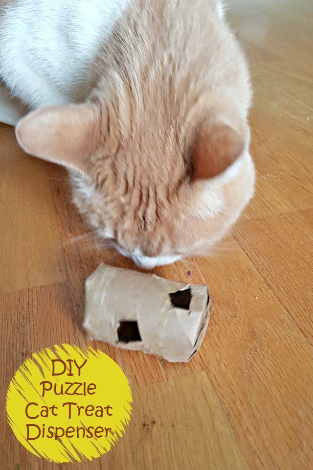 wet food puzzles for cats diy