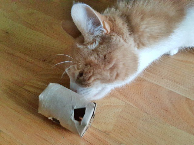 Playing with the DIY cat treat dispenser
