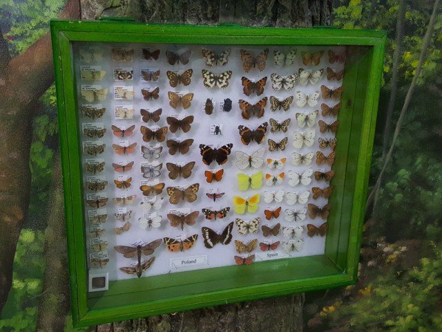Explore the insectarium as a bonus