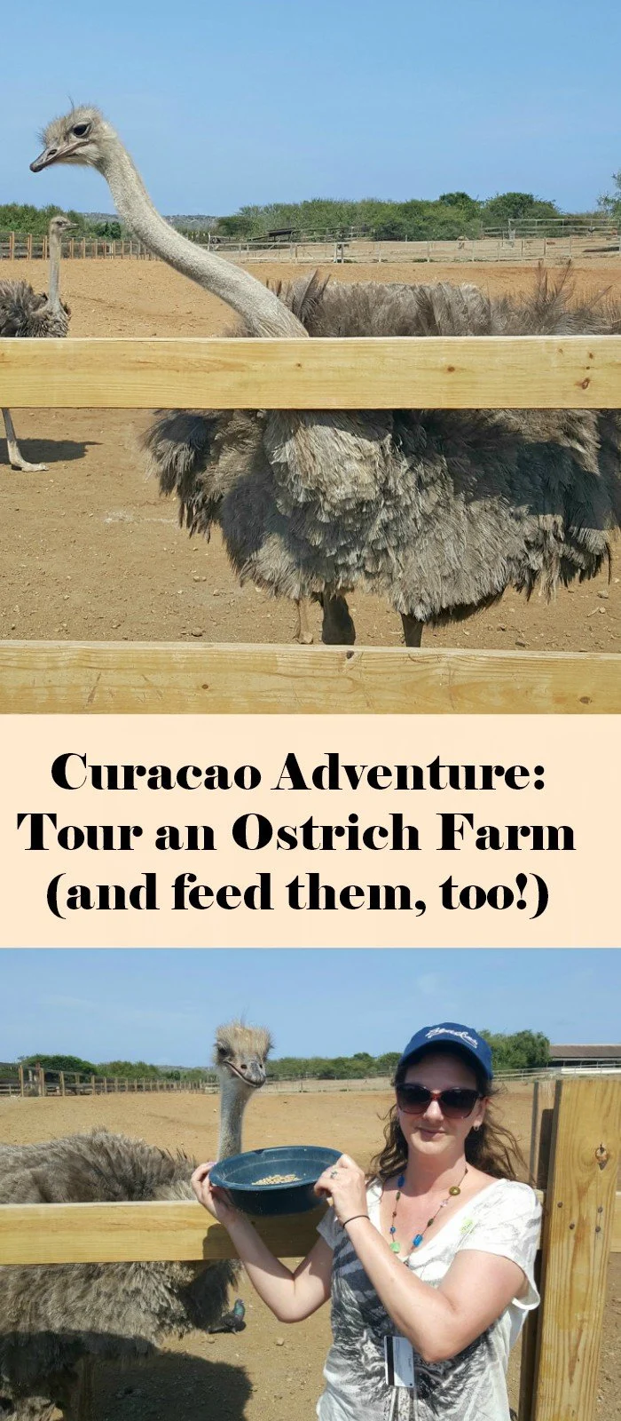 Why you want to book the Curacao ostrich farm tour cruise shore excursion. This unique experience is well worth the money - learn why!