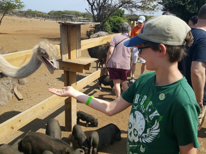 Hand feed ostriches in Curacao at the ostrich farm