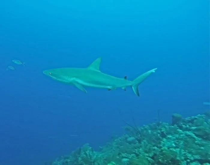 Beaches scuba shark sighting