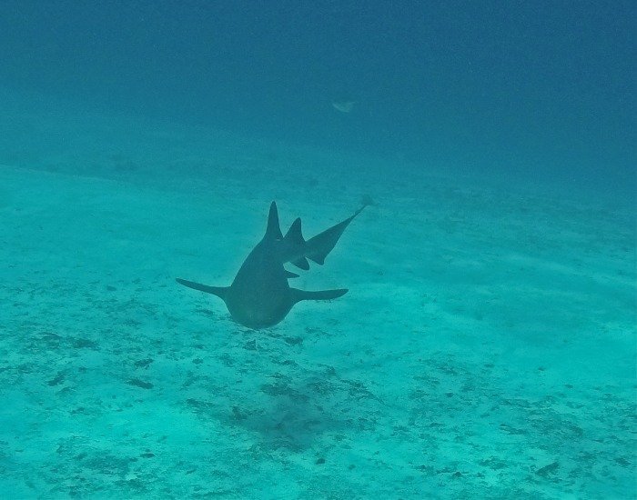 Cozumel scuba diving shark sighting