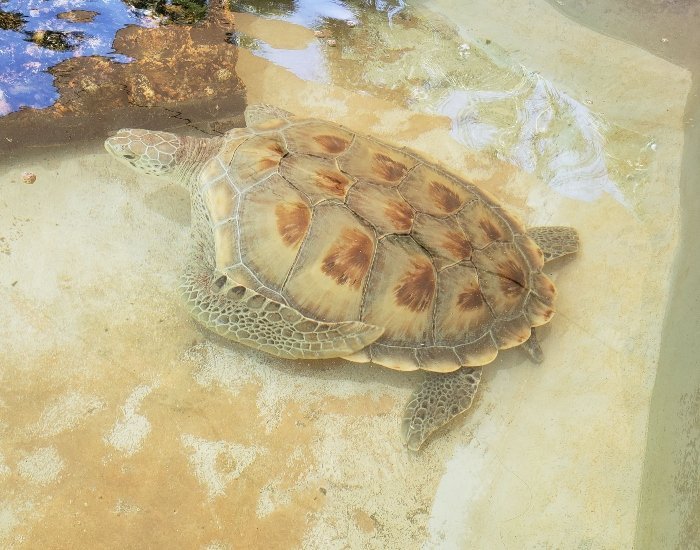 Smaller turtles at sanctuary