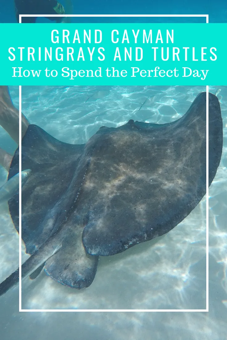 The Best Grand Cayman Excursion. Visit Stingray City to swim with stingrays. Then head to the turtle farm to snorkel with turtles and see and hold baby turtles.