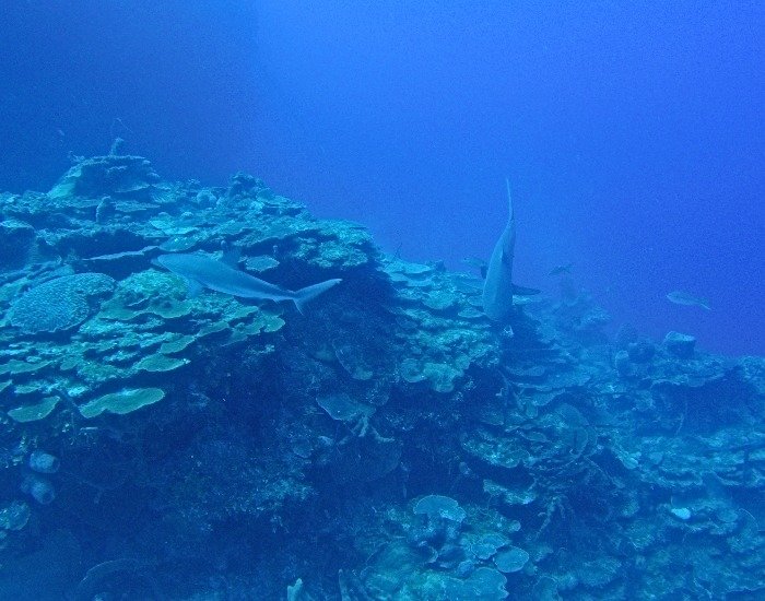 Advanced open water deep dive
