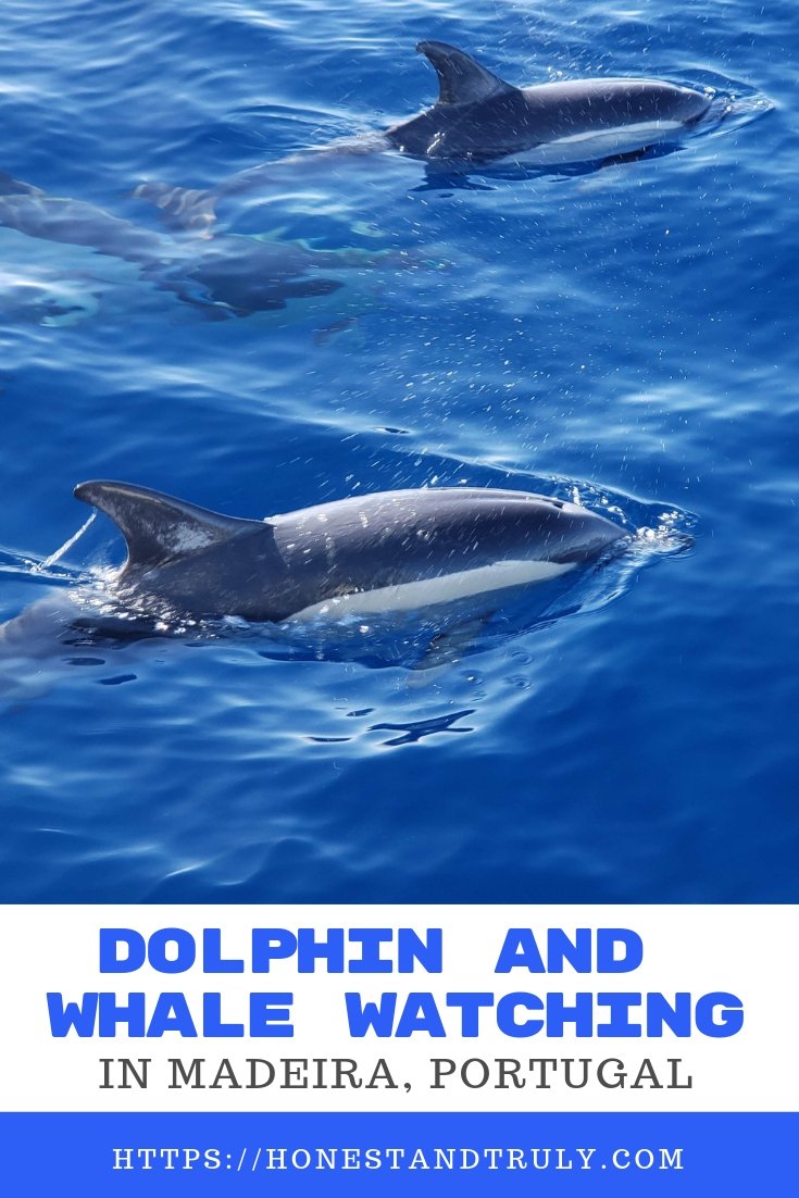Dolphin and whale watching in Madeira Portugal! This incredibly inexpensive tour is a perfect way to spend your day in Funchal, and you can enjoy the animals and catamaran year round. Don't miss out on this fantastic opportunity to enjoy Portugal dolphin watching, a perfect kid activity that adults will love, too. And yes, it's near the Funchal cruise port, too, so it's an easy cruise excursion. #funchal #dolphins #cruise #portugal