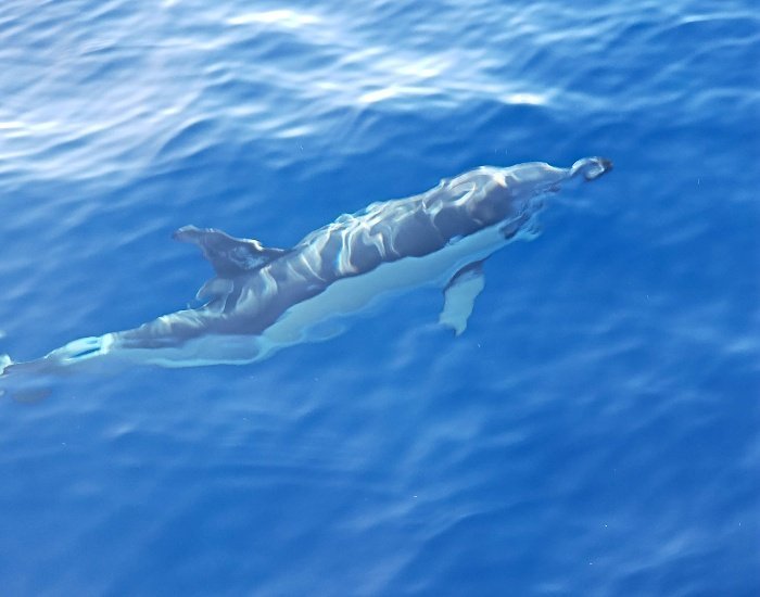 Dolphin swimming underwater