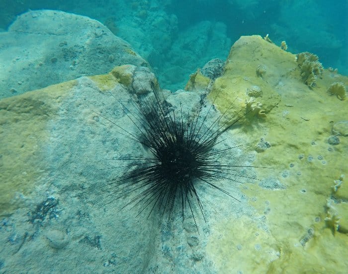 Sea Urchins in St Maarten