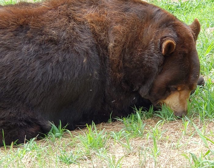 Baloo the bear