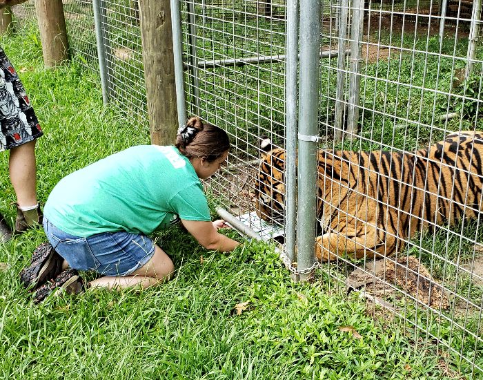 Painting tiger