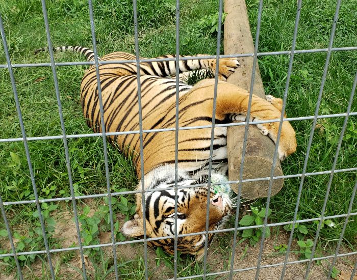 Tiger playing