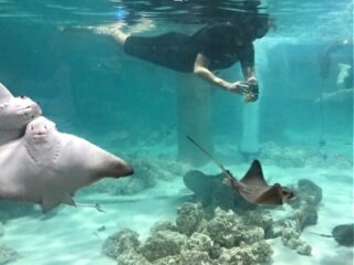 Snorkel with stingrays SeaQuest