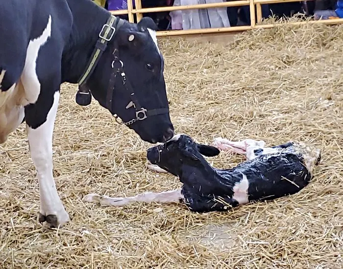 Newborn baby calf