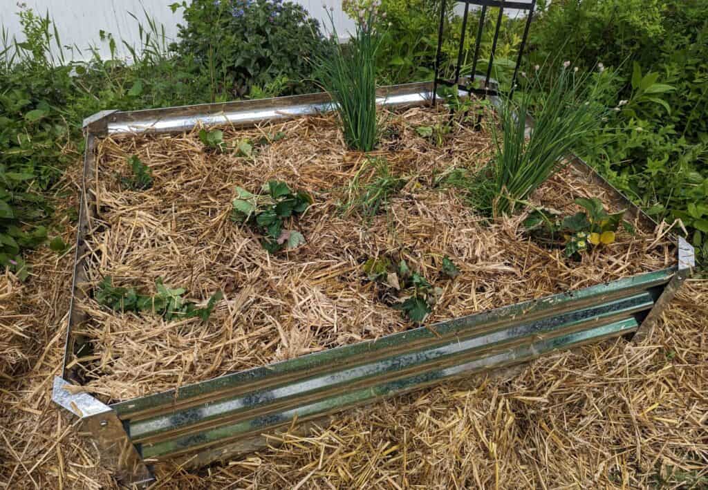Raised garden bed with straw mulch.