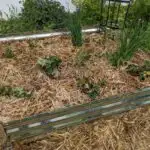 Raised garden bed with straw mulch.