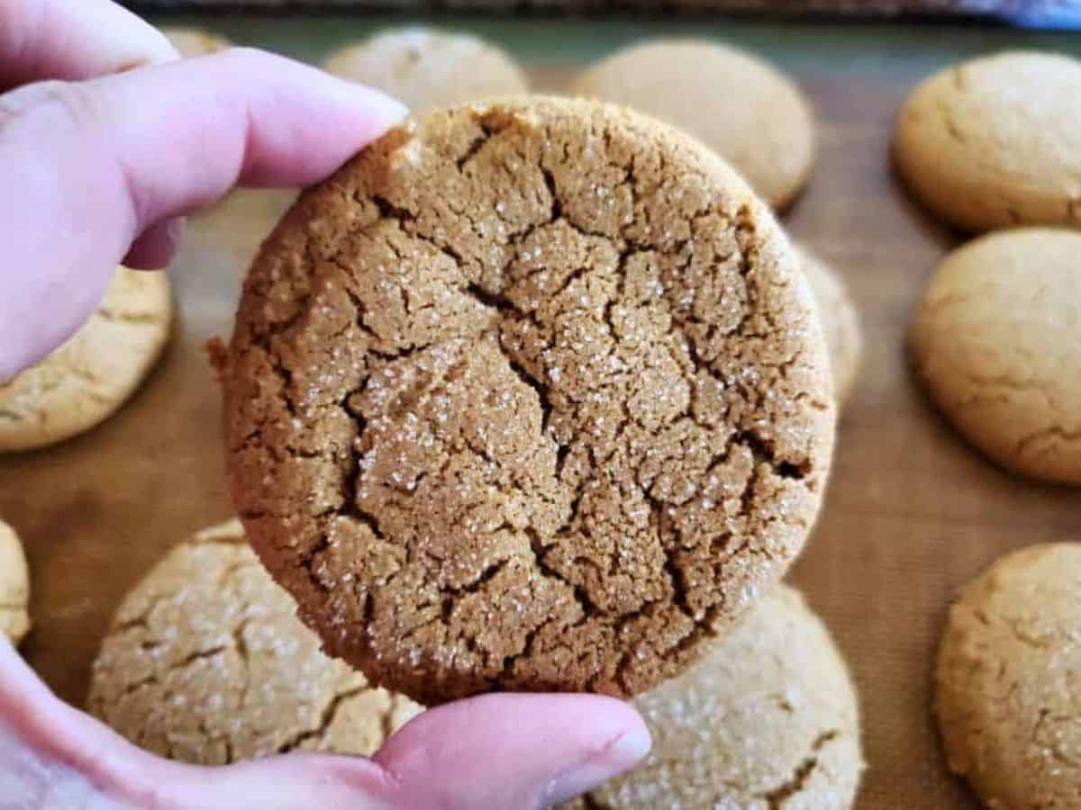 A hand holds a chewy molasses cookie facing the camera with more cookies on a baking sheet in the background.